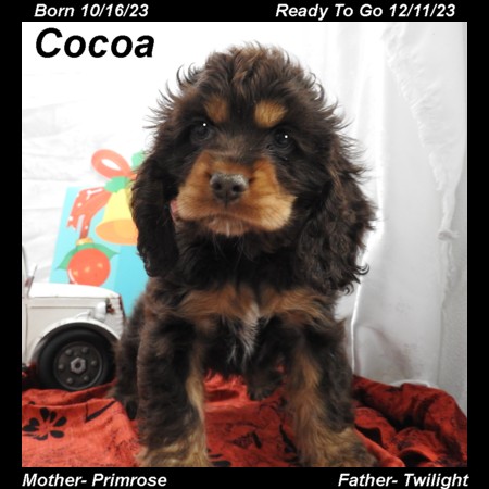 puppy, for, sale, Cocker Spaniel, Joe & Cherri  Overlease, dog, breeder, Miller, MO, dog-breeder, puppy-for-sale, forsale, nearby, find, puppyfind, locator, puppylocator, aca